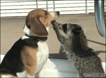 狗的搞笑视频图片:可爱,动物,狗,搞笑,