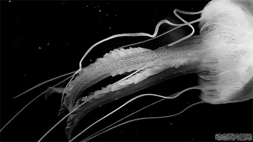 深海大水母图片:水母,唯美,黑白,梦幻,风景,动物,    