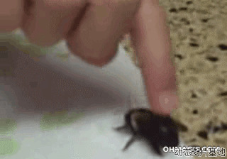 小蜜蜂动态图片:蜜蜂,恶搞