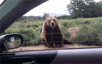 大熊搞笑图片:搞笑,动物,可爱