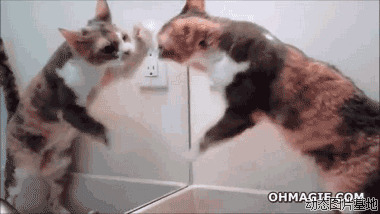 东京猫猫奇修图片:猫猫,照镜子
