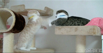 两只猫打架动态图片