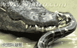 蟒蛇大战鳄鱼图片:蛇,鳄鱼,搞笑,动物,打架,杯具,恐怖,    