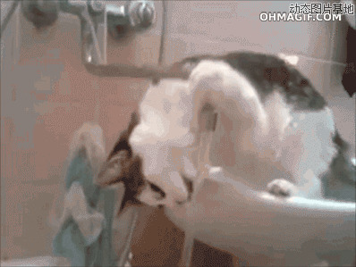 怎么让猫多喝水图片:猫猫,喝水