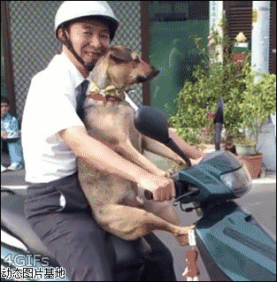 怎么把狗狗带上车图片:搞笑,狗狗上车