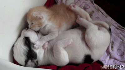 猫和狗搞笑gif图片:搞笑,可爱,动物,猫猫,狗狗,逗比,     
