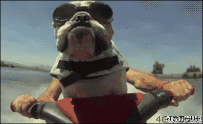 开水上摩托图片:搞笑,狗狗,水上摩托