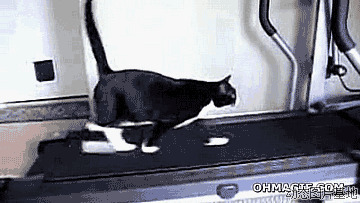 跑步机搞笑视屏图片:猫猫,跑步