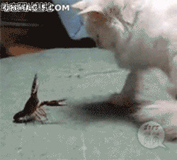 萌猫搞笑视频图片:猫猫,龙虾