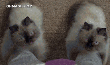 靴子猫之萌猫三剑客图片:萌猫,靴子猫