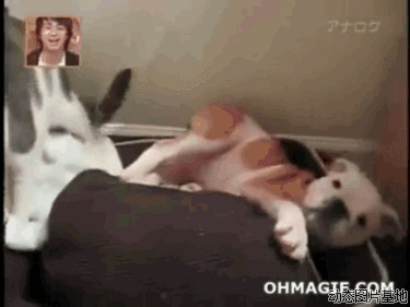 猫逗狗搞笑动态图片:猫猫,狗狗