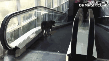 狗狗坐电梯图片