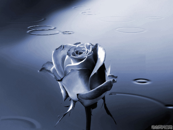 玫瑰花电脑背景图片:玫瑰花,唯美,梦幻,黑白,风景,   
