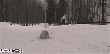 雪地狗狗电影图片