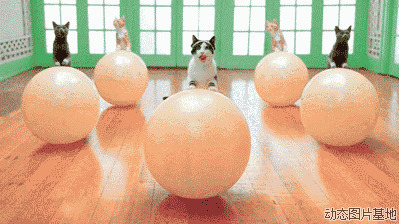 弹力球健身图片:弹力球,,搞笑,可爱,动物,猫猫,逗比,     