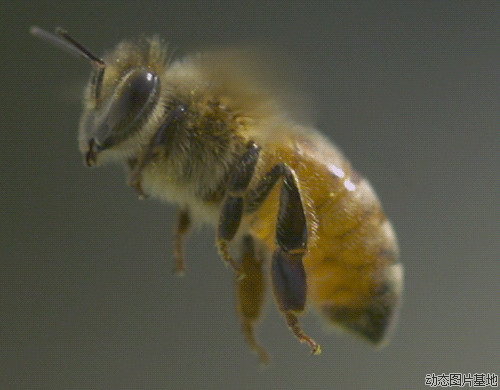 蜜蜂gif动态图片