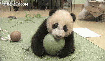 大熊猫国外搞笑视频图片:熊猫,搞笑
