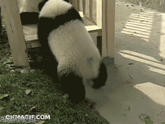 大熊猫宝宝搞笑视频图片:熊猫,滑滑梯