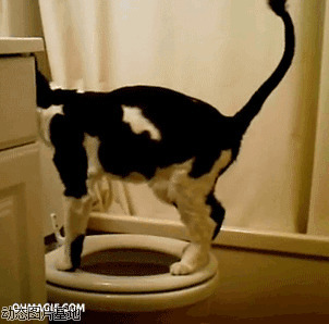 怎么训练猫咪用马桶图片:猫咪,蹲马桶