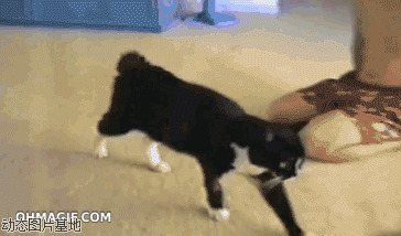 邪恶搞笑gif动态图片:猫猫,短尾巴