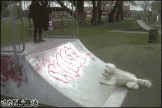 小心滑倒图片:搞笑,狗狗,滑倒