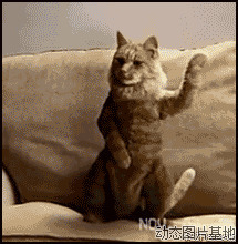 东京猫猫桃宫莓图片:搞笑,猫猫,逗比