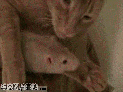 猫与老鼠图片:搞笑,动物,逗比