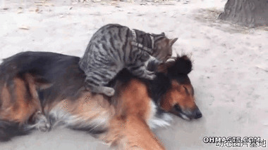 搞笑狗猫视频图片:狗猫,友好