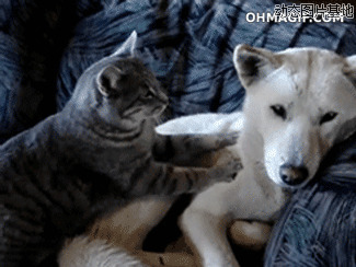 猫狗搞笑动态图gif图片:猫咪,狗狗