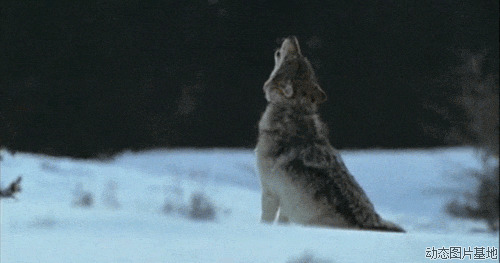 雪地之狼图片:狼,唯美,动物,梦幻,风景,   