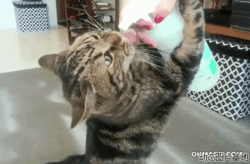 加菲猫动态图片:加菲猫,喝水