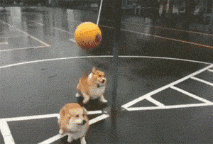 狗狗玩球球图片