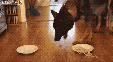雪狗兄弟图片:搞笑,狗狗,吃东西