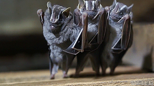 蝙蝠动态图片:搞笑,蝙蝠,逗比