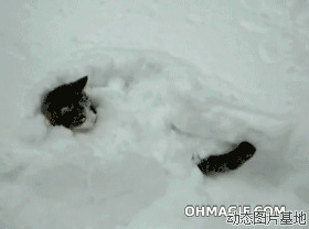 动态猫咪qq表情图片:猫咪,趴雪