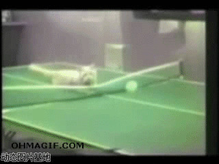 搞笑打乒乓球图片:猫咪,打乒乓球