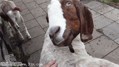 山羊动态图片:搞笑,山羊,逗比,表情