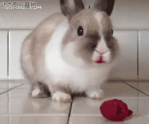 兔子搞笑图片:兔子,吃花瓣