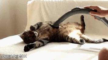 吸尘器图片:猫猫,吸尘器