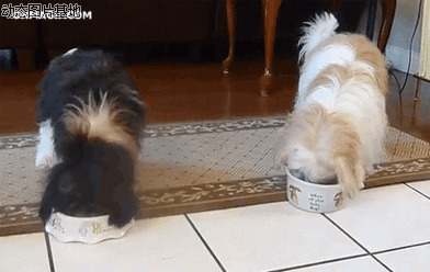 狗狗吃食视频图片:狗狗,吃食
