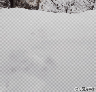 雪地里的猫图片