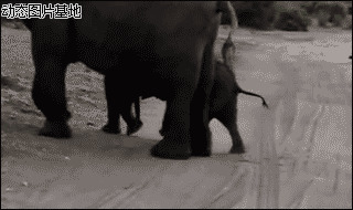 大象图片大全动态图片:搞笑,大象,可爱