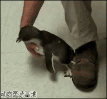 动态小企鹅qq表情图片
