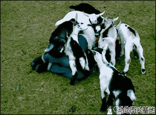 小狗找主人图片:搞笑,人物,狗狗