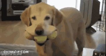 宠物狗搞笑视频大全图片:狗狗,搞笑