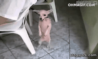 一只哈巴狗舞蹈视频图片