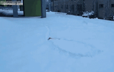 雪地上的狗图片:雪地狗,搞笑