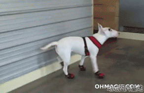 穿鞋子的宠物狗图片:宠物狗,穿鞋子