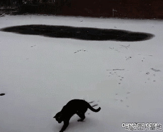 猫在雪地里图片:雪地猫,搞笑