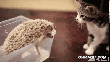 刺猬的爱情宝石猫图片:刺猬,猫猫